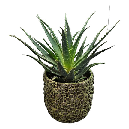 Pflanzen_Aloe Vera_Blumen Krämer Zürich