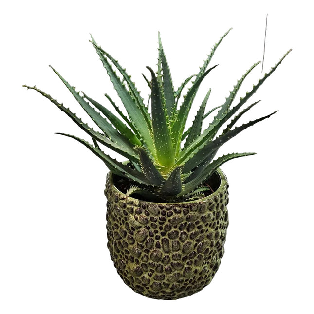 Pflanzen_Aloe Vera_Blumen Krämer Zürich