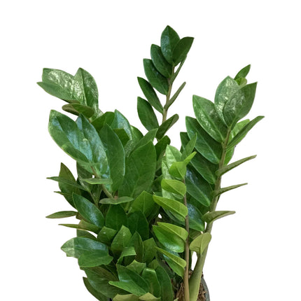 Zamioculcas Pflanze mit passendem Übertopf in Zürich online kaufen