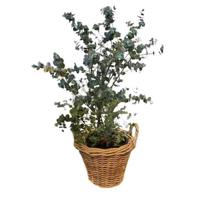 Pflanzen_Eukalyptus_Blumen Krämer Zürich