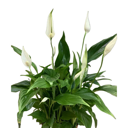 Pflanze_Friedenslilie_Blumen Krämer Zürich