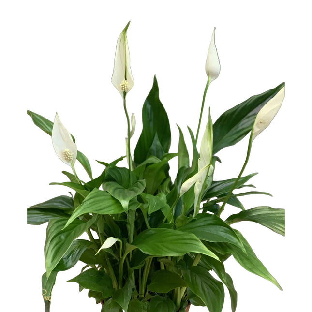 Pflanze_Friedenslilie_Blumen Krämer Zürich