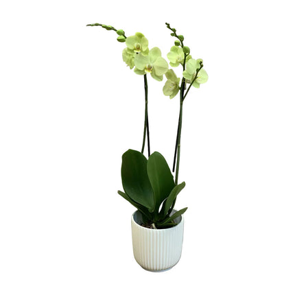 Limettengrüne Phalaenopsis Orchidee mit 2 Rispen im Übertopf