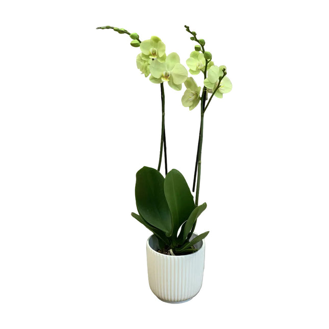 Limettengrüne Phalaenopsis Orchidee mit 2 Rispen im Übertopf