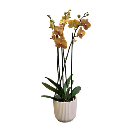 Orange Phalaenopsis Orchidee mit 3 Rispen im Übertopf