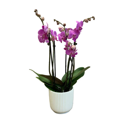 Rosa Phalaenopsis Orchidee mit 3 Rispen im Übertopf