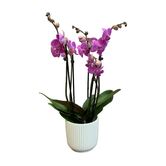 Rosa Phalaenopsis Orchidee mit 3 Rispen im Übertopf