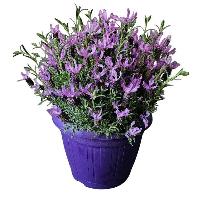 Lavendel Pflanze im violetten Topf kaufen Zürich Lieferung Geschenk Muttertag