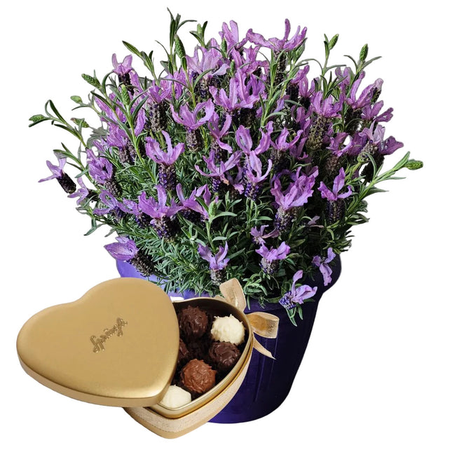 Lavendel Pflanze im violetten Topf kaufen Zürich Lieferung Geschenk Muttertag mit Sprüngli Schokolade