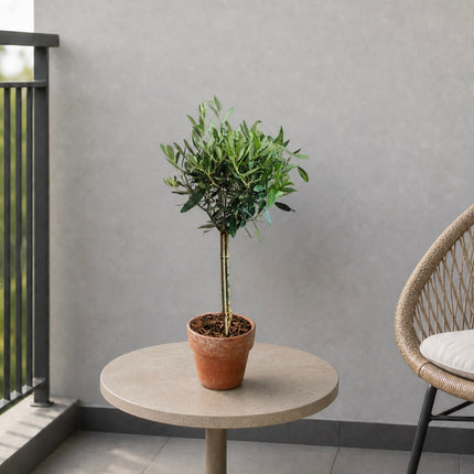 Olivenbäumchen online bestellen in Zürich mit schneller Lieferung für Balkon Garten und Zuhause