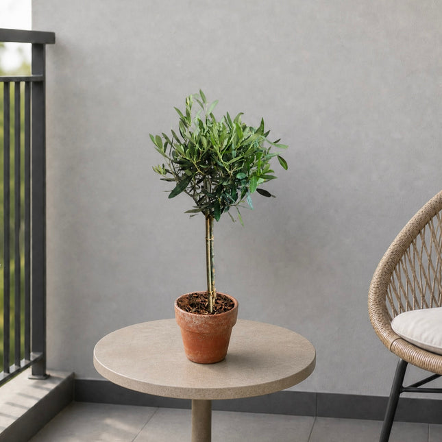 Olivenbäumchen online bestellen in Zürich mit schneller Lieferung für Balkon Garten und Zuhause