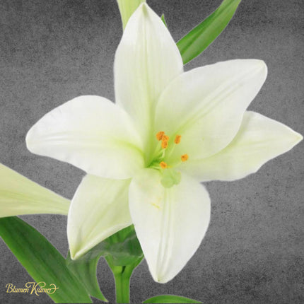 Blumenstrauss_Lilien_Blumen Krämer Zürich