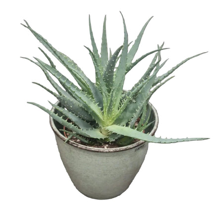 Aloe arborescens with pot