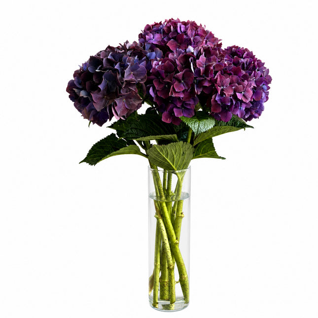 Violetter Hortensien Monostrauss mit üppigen Blüten