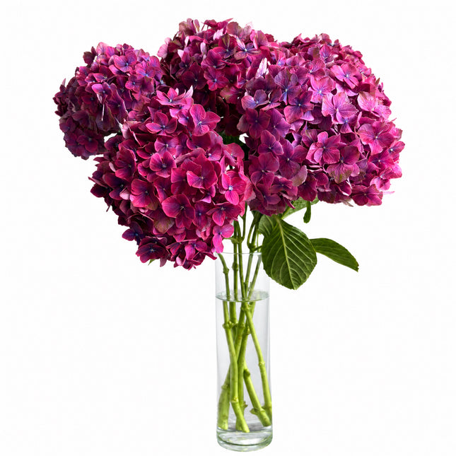 Hortensien Monostrauss pink mit üppigen Blüten