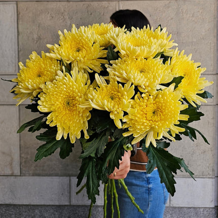 Gelber Chrysanthemen Monostrauss frisch gebunden online bestellen in Zürich