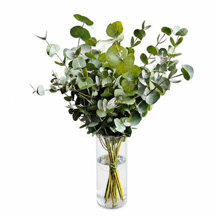 Monobouquet Eukalyptus mit silbrig grünen Blättern