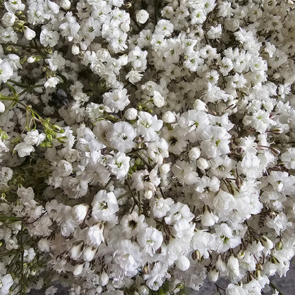 Gypsophila Blumenstrauss mit zarten Schleierkrautblüten
