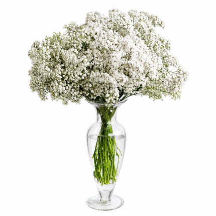 Gypsophila Blumenstrauss mit zarten Schleierkrautblüten

