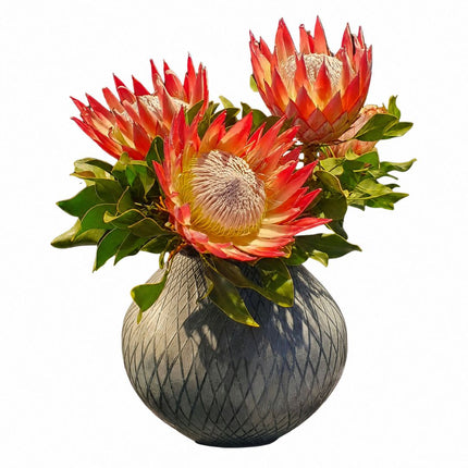 Exotische Blüten King protea kaufen Zürich