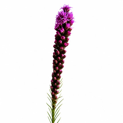 Violette Liatris Schnittblume online bestellen bei Blumen Krämer Zürich