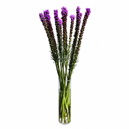 Violette Liatris Schnittblume online bestellen bei Blumen Krämer Zürich