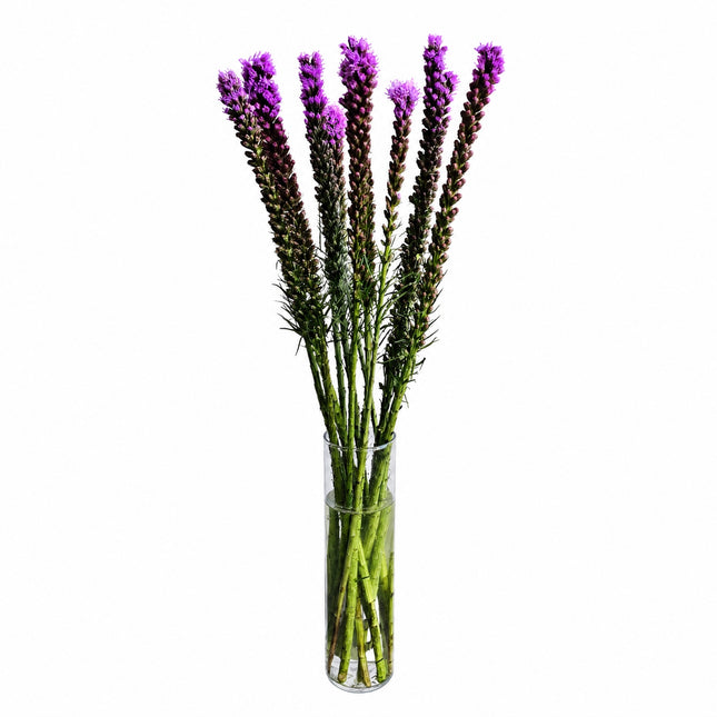 Violette Liatris Schnittblume online bestellen bei Blumen Krämer Zürich