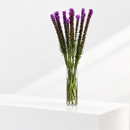 Liatris Violett
