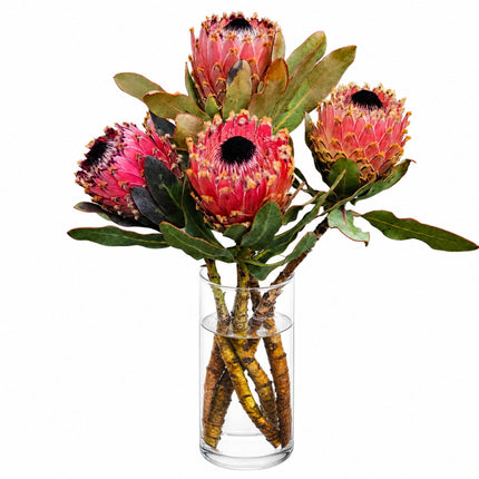 Exotisches Protea-Monobouquet mit markanten rosaroten Blüten, einzeln oder in verschiedener Stückzahl erhältlich