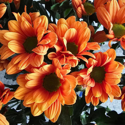 Orange Spray Chrysanthemen als Blumenstrauss online bestellen bei Blumen Krämer Zürich