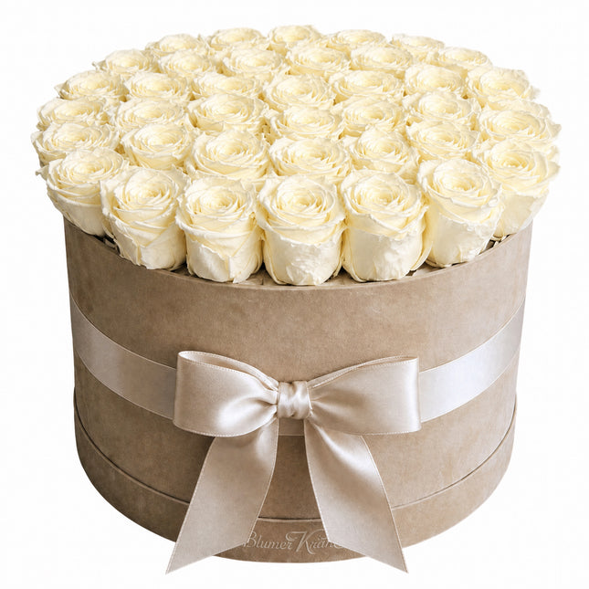XL Samtbox mit stabilisierten Rosen in Creme