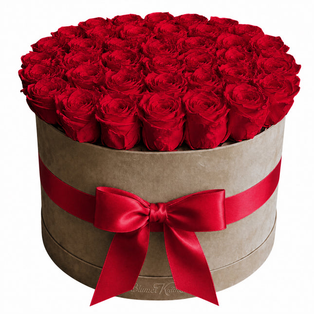 XL Samtbox mit stabilisierten Rosen in Rot