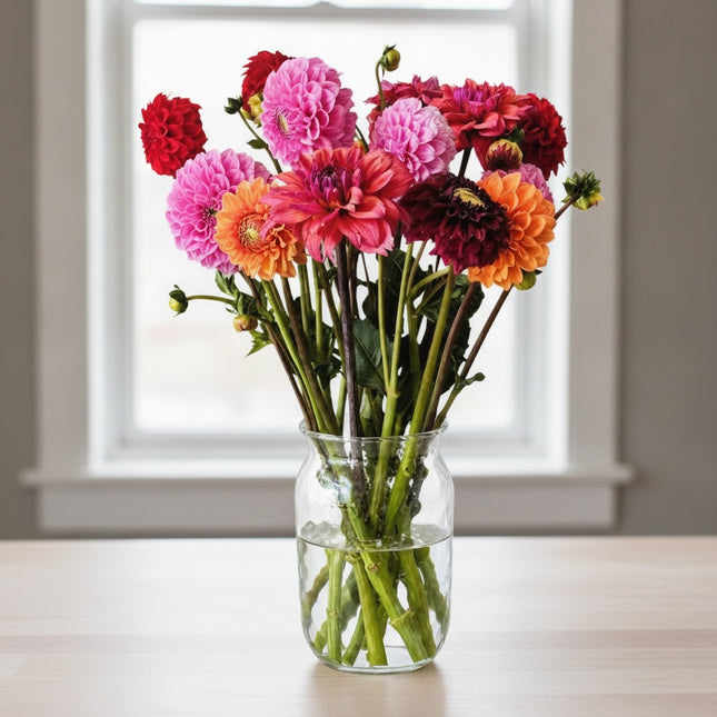 Dahlias