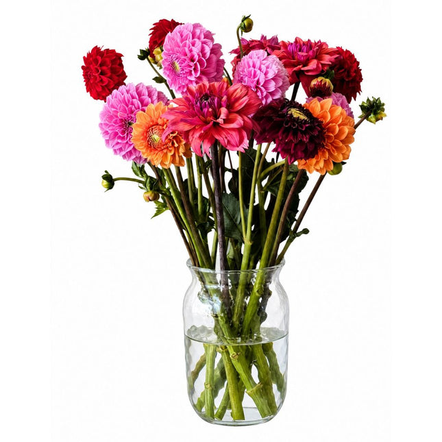 Dahlias