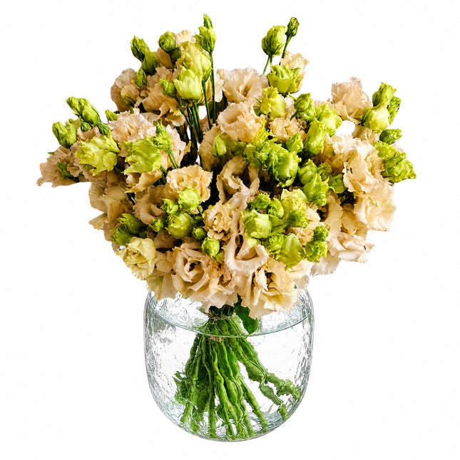 Eustoma