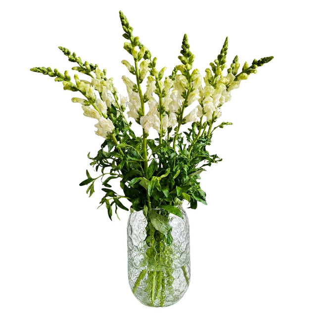  Weisses Löwenmäulchen Monobouquet mit eleganten Blüten