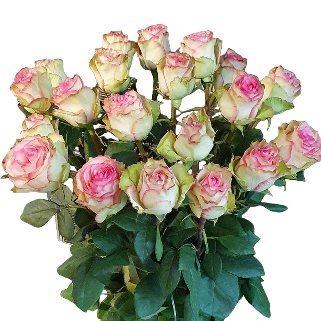 Esperance Rose mit grossem Blütenkopf in Rosa und Creme